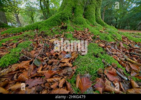 Radici di albero di faggio e lettiera di foglia nel New Forest Inghilterra Regno Unito Foto Stock