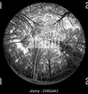 Antico bosco nel New Forest Hampshire Inghilterra Regno Unito Foto Stock