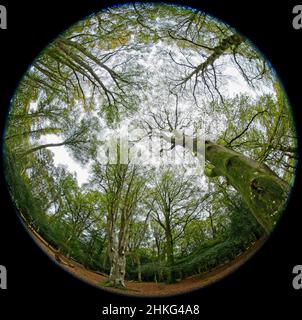 Antico bosco nel New Forest Hampshire Inghilterra Regno Unito Foto Stock