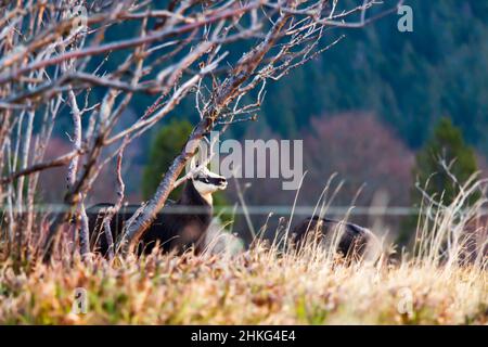 Capra selvaggia del camoscio nelle montagne dei Vosgi Francia in un campo di mirtillo e di erica Foto Stock