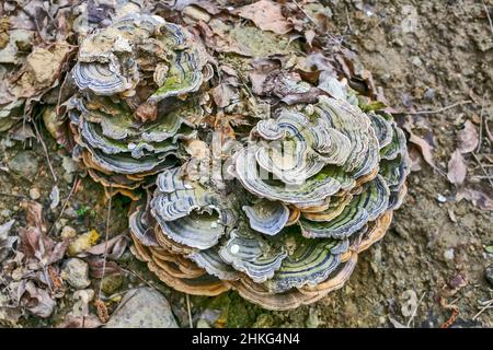 Tacchino coda fungo, rametes versicolor, noto anche come Coriolus versicolor Foto Stock