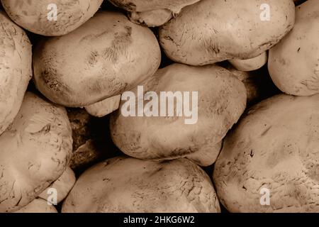 I nuovi champignon si trovano in file uniformi sul piano del tavolo, vista ravvicinata Foto Stock