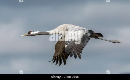 Gru comune , Grus grus , flying ,Gallocanta , Spagna Foto Stock