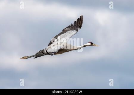 Gru comune , Grus grus , flying ,Gallocanta , Spagna Foto Stock