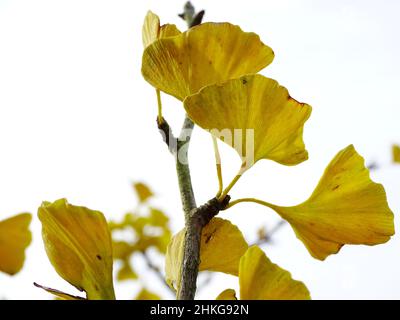 foglie di autunno gialle sull'albero di ginkgo biloba con fondo bianco, con colori bianco, giallo, marrone Foto Stock