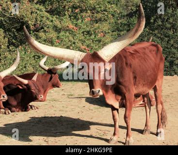 Vacche Watusi con corna lunghe che pascolano in prato. Foto Stock