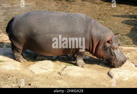 Ippopotamo al bordo dell'acqua. Foto Stock