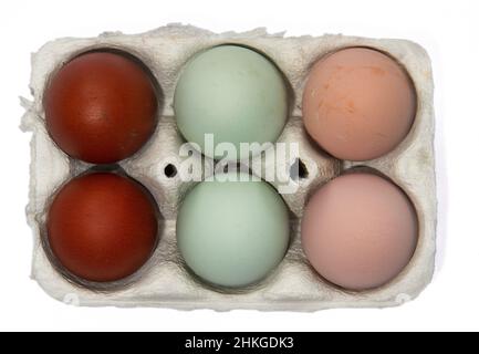 Scatola con uova in tre colori diversi posati da tre tipi di polli: Sussex, Marans e Araucona Foto Stock