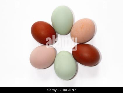 Sei uova in tre colori diversi posate da tre tipi di polli: Sussex, Marans e Araucona Foto Stock