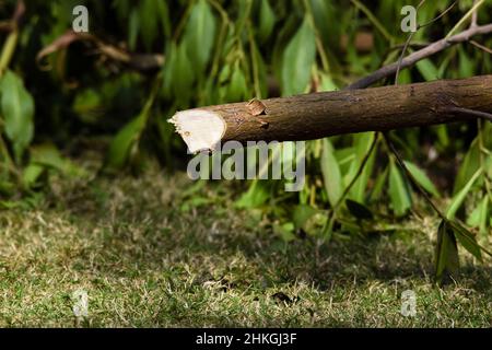 Albero cosa gambo tagliato in ambiente naturale aperto. Gambo di albero verde appena tagliato per abbellire la parete del giardino Foto Stock