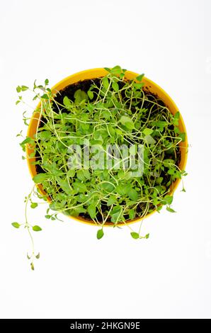 Giovani germogli verdi di crescione in vaso giallo. Foto Foto Stock