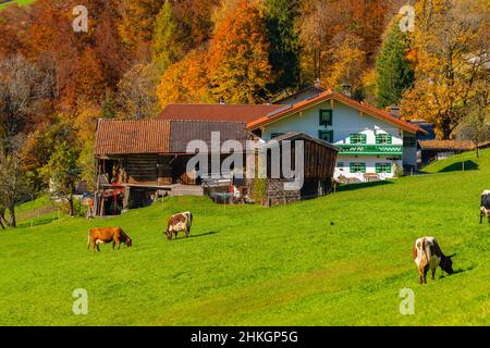 Accanto all'Alpenstrasse vicino a Ramsau, Berchtesgadener Land, Alpi bavaresi, alta Baviera, Germania meridionale, Europa centrale Foto Stock