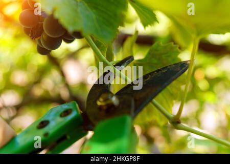 Winegrower potatura di una vite con un giardino secateurs nel vigneto autunno. Primo piano. Messa a fuoco selettiva Foto Stock