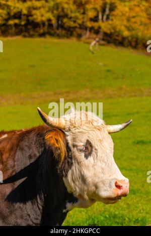 Accanto all'Alpenstrasse vicino a Ramsau, Berchtesgadener Land, Alpi bavaresi, alta Baviera, Germania meridionale, Europa centrale Foto Stock