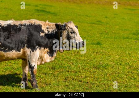 Accanto all'Alpenstrasse vicino a Ramsau, Berchtesgadener Land, Alpi bavaresi, alta Baviera, Germania meridionale, Europa centrale Foto Stock