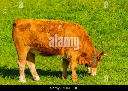 Accanto all'Alpenstrasse vicino a Ramsau, Berchtesgadener Land, Alpi bavaresi, alta Baviera, Germania meridionale, Europa centrale Foto Stock