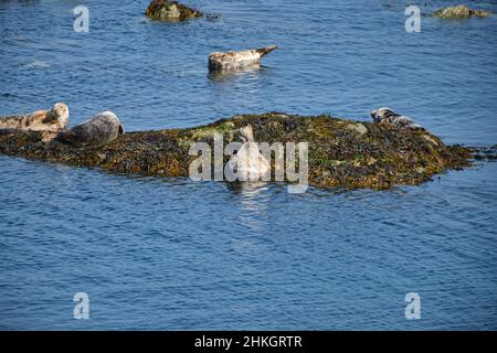 Le foche grigie si crogiolano sulle rocce a bassa marea appena fuori dalla fine di Porth Dullaen, Galles Foto Stock