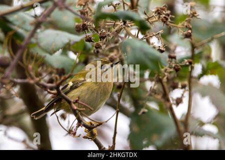 Goldcrest (Regulus regulus) piccolo ago di uccello britannico come Bill grandi occhi scuri collo spesso verdastro upperparts pallido ali barre tamponano la parte inferiore Foto Stock