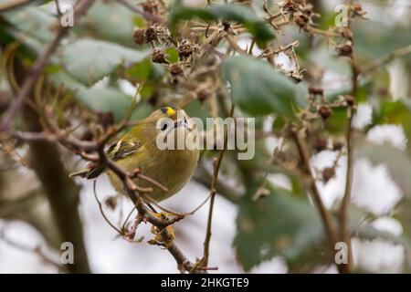 Goldcrest (Regulus regulus) piccolo ago di uccello britannico come Bill grandi occhi scuri collo spesso verdastro upperparts pallido ali barre tamponano la parte inferiore Foto Stock