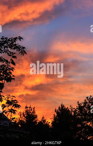 I ricchi colori luminosi dell'alba illuminano il cielo primissimo sopra le sagome degli alberi. Foto Stock