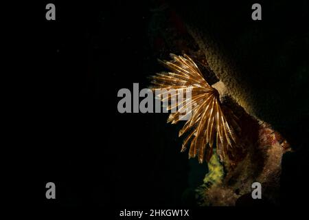 Verme di piume (Sabellastarte spectabilis) illumina la barriera corallina al largo dell'isola caraibica olandese di Sint Maarten Foto Stock