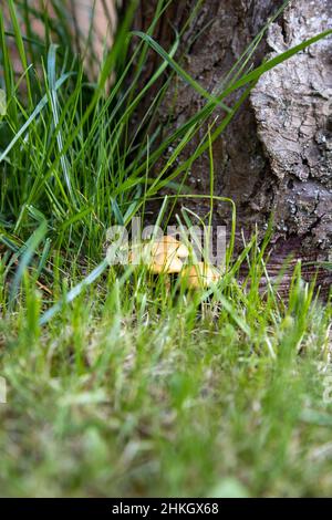 Funghi nascosti in erba, su un tronco d'albero in autunno Foto Stock