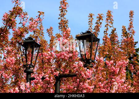 Natura rosa sakura sfondo. Vintage lampada di strada lanterna tra i bellissimi fiori sakura, fiori di ciliegio giapponese in primavera su Donna Madre Foto Stock