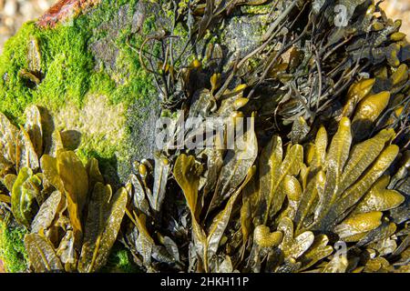 Primo piano di un frangiflutti coperto di alghe sulla spiaggia con alghe verdi e verdi. Foto Stock