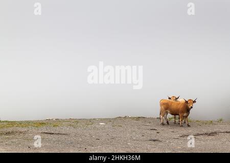 Mucche che guardano la telecamera in uno sfondo nebbia Foto Stock