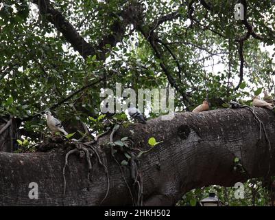 Sette piccioni su un grande ramo di un Banyan Tree a Lahaina, Maui, Hawaii, USA Foto Stock