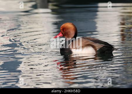 Pistone anatra, Pochard rosso-crested, Netta rufina, Kolbenente Foto Stock