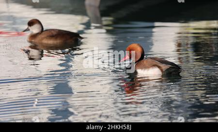 Pistone anatra, Pochard rosso-crested, Netta rufina, Kolbenente Foto Stock