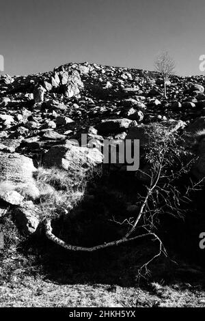 albero di betulla su sfondo di pietre e terra bruciata dal fuoco di montagna Foto Stock