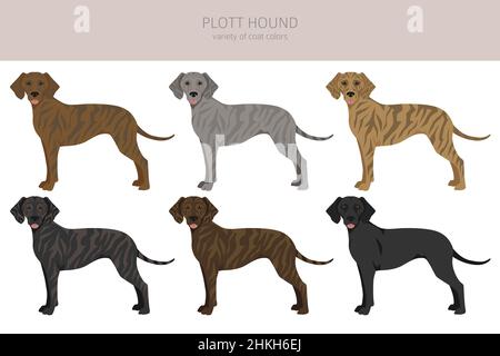 Clott hound clitpart. Pose diverse, colori del cappotto impostati. Illustrazione vettoriale Illustrazione Vettoriale