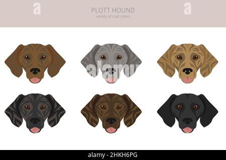 Clott hound clitpart. Pose diverse, colori del cappotto impostati. Illustrazione vettoriale Illustrazione Vettoriale