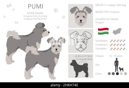 Pumi clipart. Pose diverse, colori del cappotto impostati. Illustrazione vettoriale Illustrazione Vettoriale