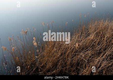 gambi gialli di erba secca sulla riva di un lago in inverno, con area per il testo Foto Stock