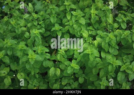 Fresco menta verde piante texture Foto Stock