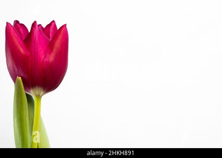 Tulipano rosso cremisi singolo isolato su sfondo bianco con spazio di copia Foto Stock