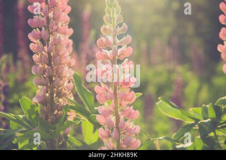 Fiori di lupino in fiore. Un campo di lupini. Colorato sfondo di fiori estivi. Foto Stock