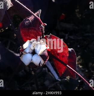 Pianta di cotone con il suo boll protettivo aperto che mostra il cotone come cresce - Gossypium nella famiglia delle mamme Malvaceae - con foglie rosse contro la ba scura Foto Stock