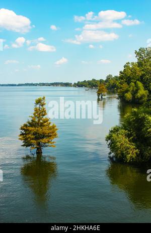 Cipressi alberi che crescono in acqua alta su un lago con moli di barca lungo il lato Foto Stock