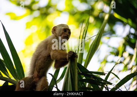 Cartagena, Colombia. 04th Feb 2022. Un cappuccino con facciata bianca è visto in una riserva naturale sul porto di Cartagena a Cartagena, Colombia, il 4 febbraio 2022. Credit: Long Visual Press/Alamy Live News Foto Stock