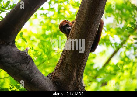 Cartagena, Colombia. 04th Feb 2022. Un cappuccino con facciata bianca è visto in una riserva naturale sul porto di Cartagena a Cartagena, Colombia, il 4 febbraio 2022. Credit: Long Visual Press/Alamy Live News Foto Stock