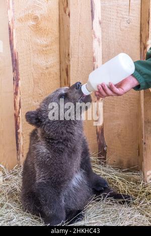 Carino giovane orso bruno che allatta con il latte di una bottiglia. Foto Stock