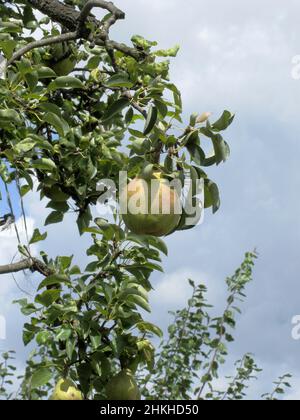 Pere su rami di albero Foto Stock
