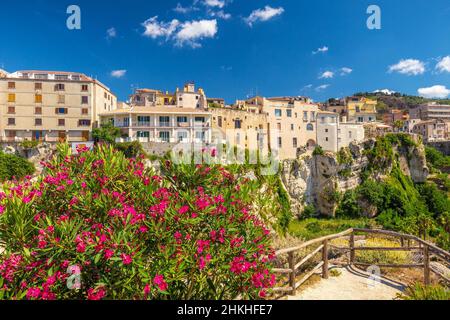 Tropea città, fiori di rododendro in rinocorrea - Calabria, Italia, Europa. Foto Stock