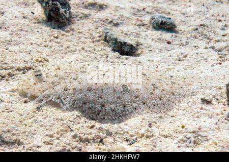 Un Moses Sole (Pardachirus marmoratus) nel Mar Rosso, Egitto Foto Stock