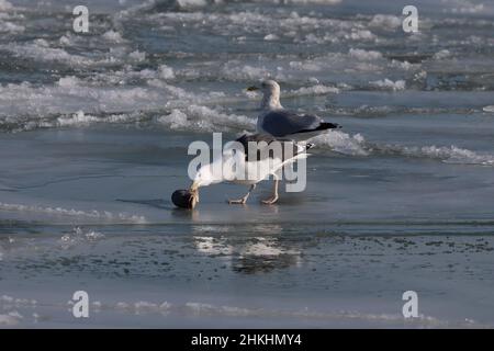 Il grande gabbiano nero-backed (Larus marinus), nel guul posteriore di aringa su una gallina di ghiaccio sul lago Michigan Foto Stock