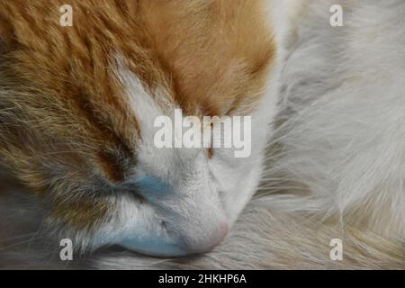 Orange and White American Shortair (Felis catus) che dorme Bloomington il, USA Foto Stock